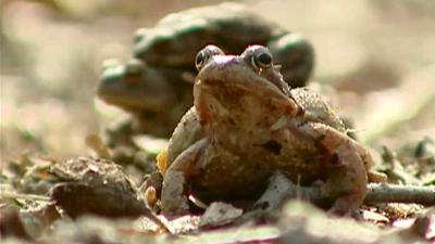 De Wandeling Seizoen 5 afl 29